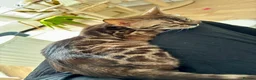 Bengal cats for sale: 🏆Gorgeous Brown Pedigree bengal girl🏆  - Advert 4
