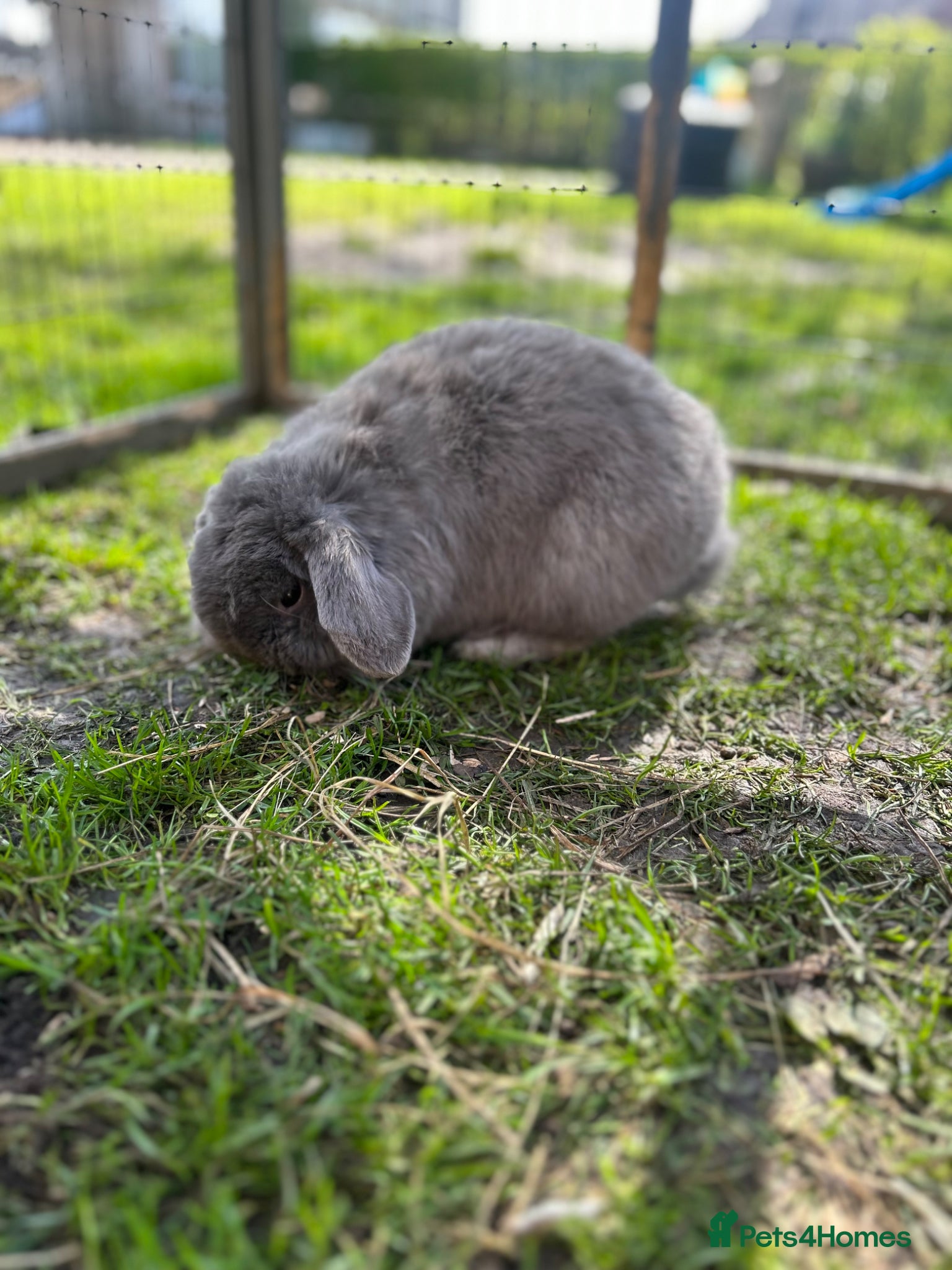 Mini Lop rabbits VACCINATED ADULT FRIENDLY MINI LOP - Advert 2