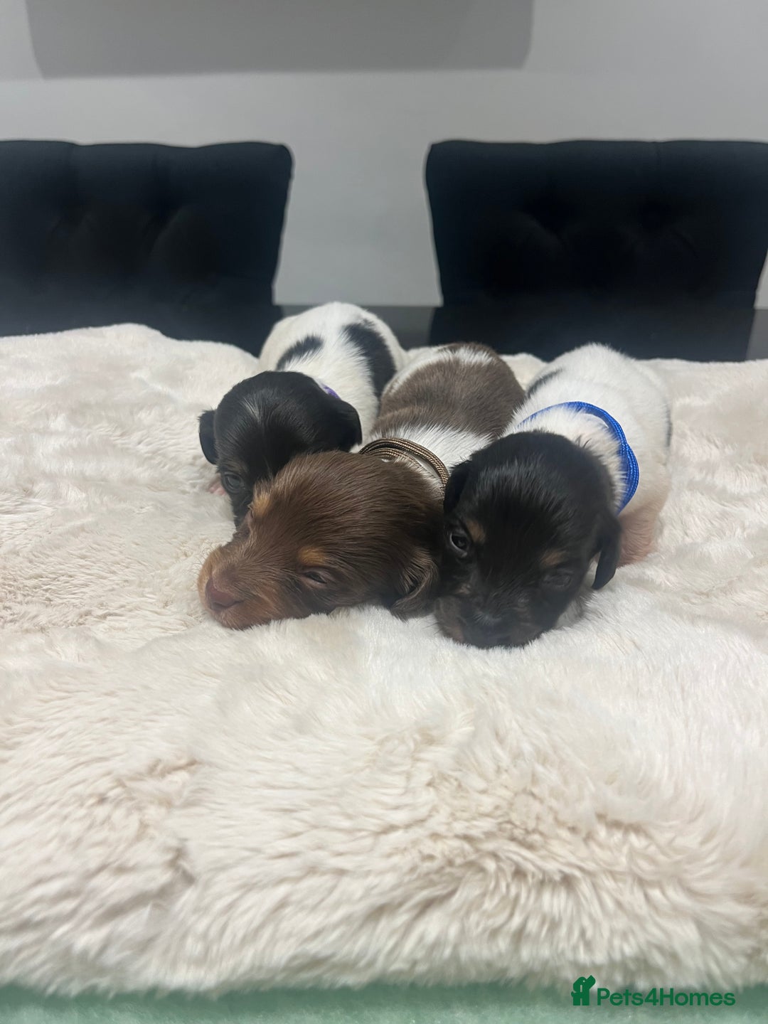 Dachshund dogs for sale: Tiny long haired piebald dachshunds for sale ! - Image 24