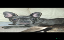 French Bulldog dogs for sale: 5 month old blue&tan brindle female frenchie - Advert 1