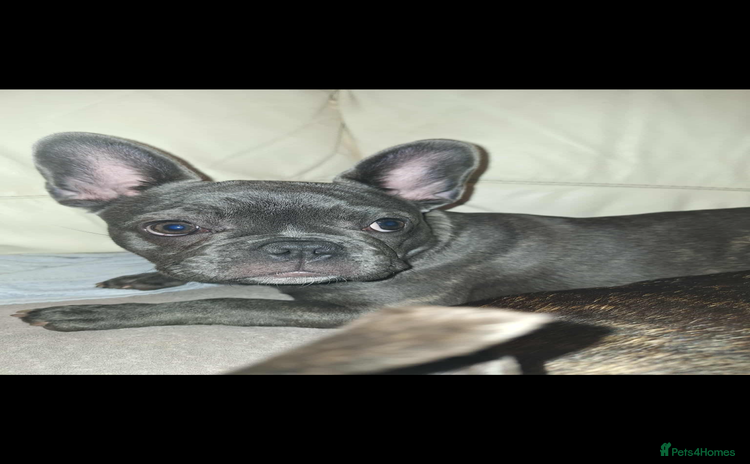 French Bulldog dogs 5 month old blue&tan brindle female frenchie - Advert 14