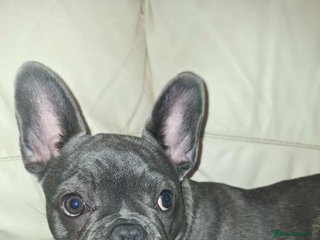 French Bulldog dogs 5 month old blue&tan brindle female frenchie - Advert 1