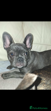 French Bulldog dogs 5 month old blue&tan brindle female frenchie - Advert 1