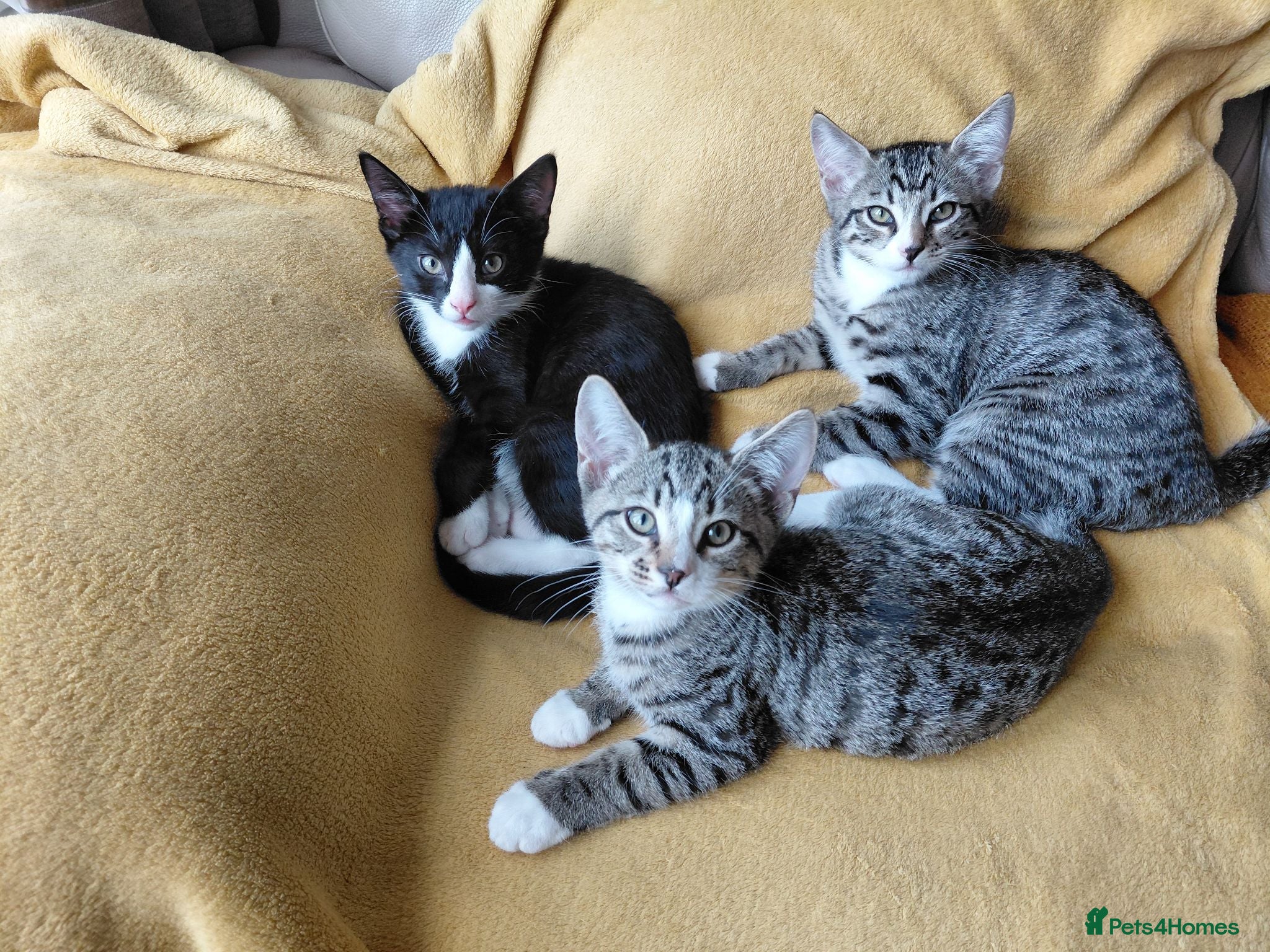 Mixed Breed cats Mix breed kittens. Mum is snow bengal  - Advert 1