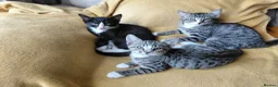 Mixed Breed cats for sale: Mix breed kittens. Mum is snow bengal  - Advert 1