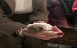 Cocker Spaniel dogs for sale: Stunning working Cocker spaniel puppies 🐾 - Image 11