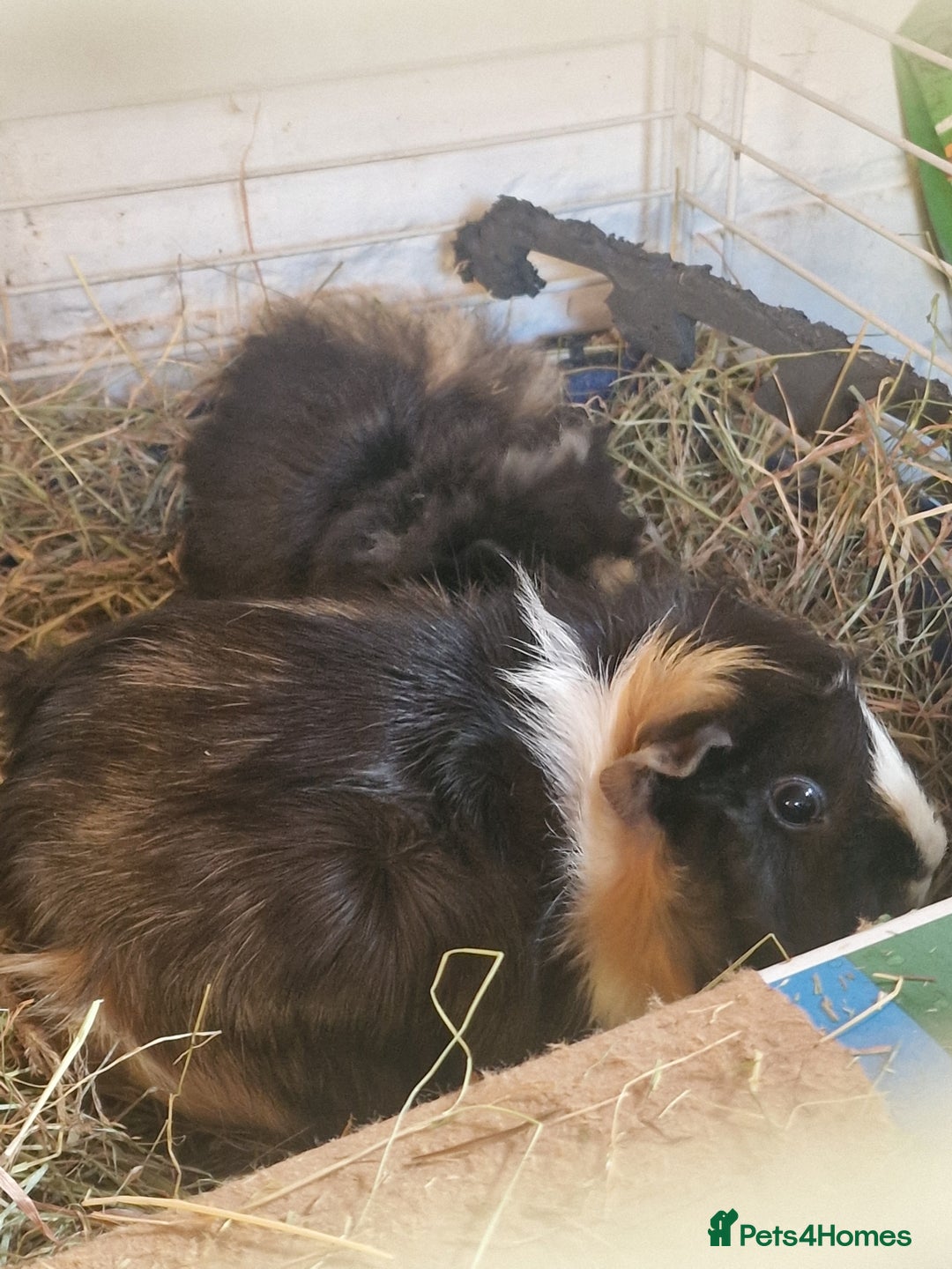 Guinea Pig rodents for sale: guinea pigs available  - Advert 10