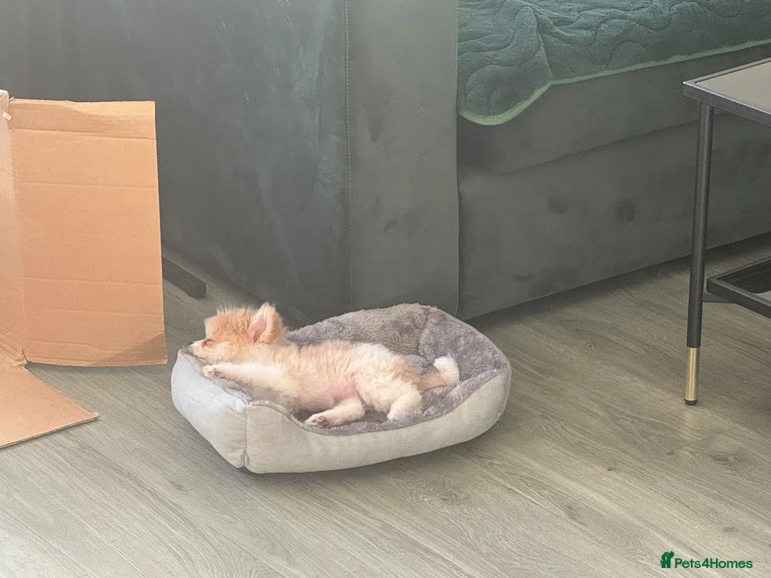Pomeranian dogs for sale: Pomeranian male  **  size  in London - Advert 3