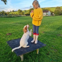 Cocker Spaniel dogs - Advert 2