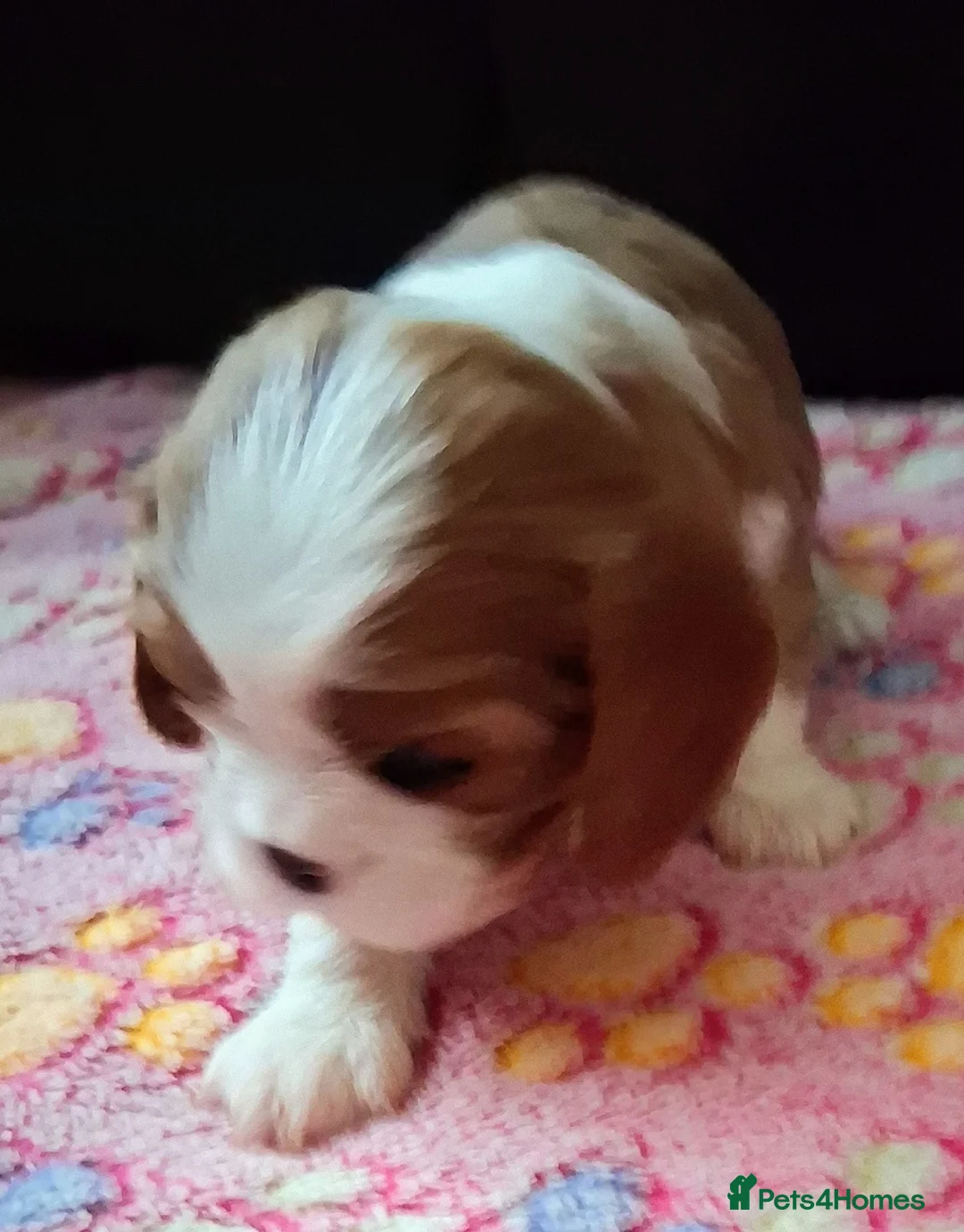 Cavalier King Charles Spaniel dogs for sale: Outstanding Quality PURE Cavalier King Charles - Advert 4