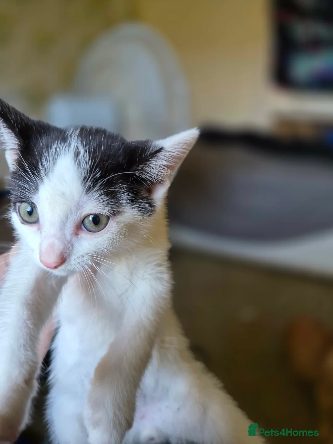 Mixed Breed cats for sale: Maine coon cross shorthair mix - Advert 2