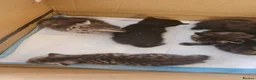 Mixed Breed cats for sale: Re available 2 girls one long hair - Advert 4