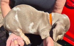 Dachshund dogs for sale: Beautiful kc isabella dapple dachshunds - Image 19
