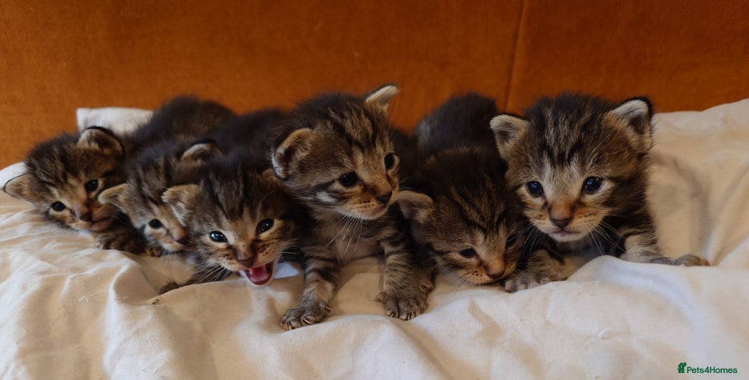 Russian Blue cats for sale: Mix Russian Blue and Maine Coon - Image 1