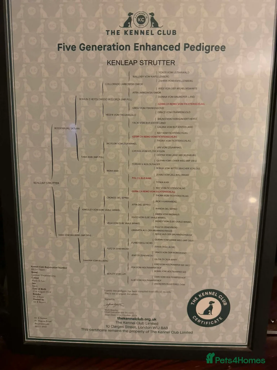 German Shepherd dogs for sale: Sasha GSD Girl in Bournemouth - Advert 2