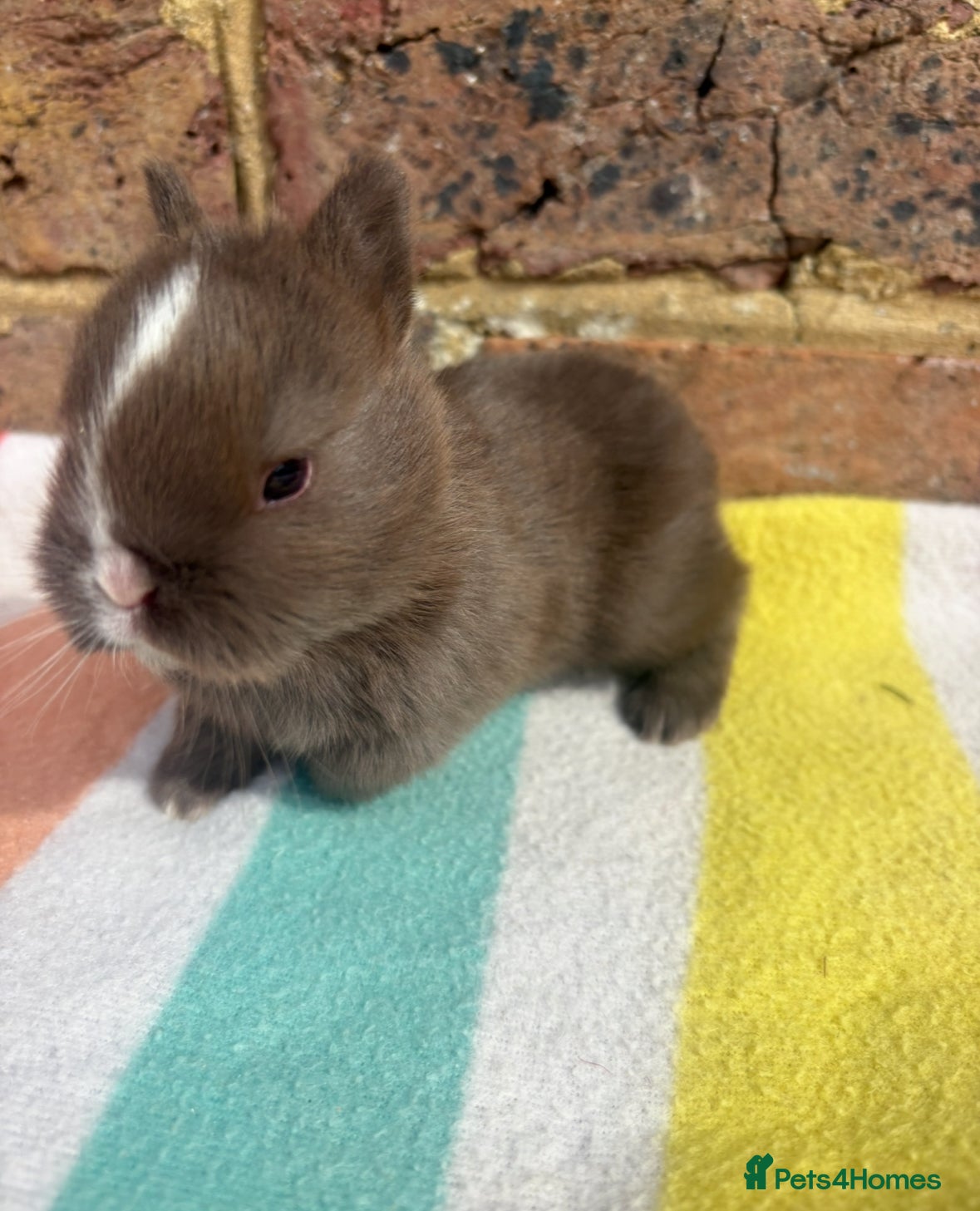 Netherland Dwarf rabbits Sweet Netherland dwarf bunnies  - Advert 2