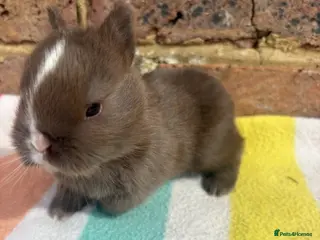 Netherland Dwarf rabbits Sweet Netherland dwarf bunnies - Advert 2