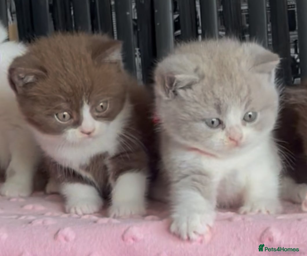 British Shorthair cats for sale: Beautiful BSH Champion line Kittens  - Advert 19