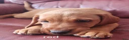 Labrador Retriever dogs for sale: Final Red collar girl puppy  Now ready 🥰 - Advert 4