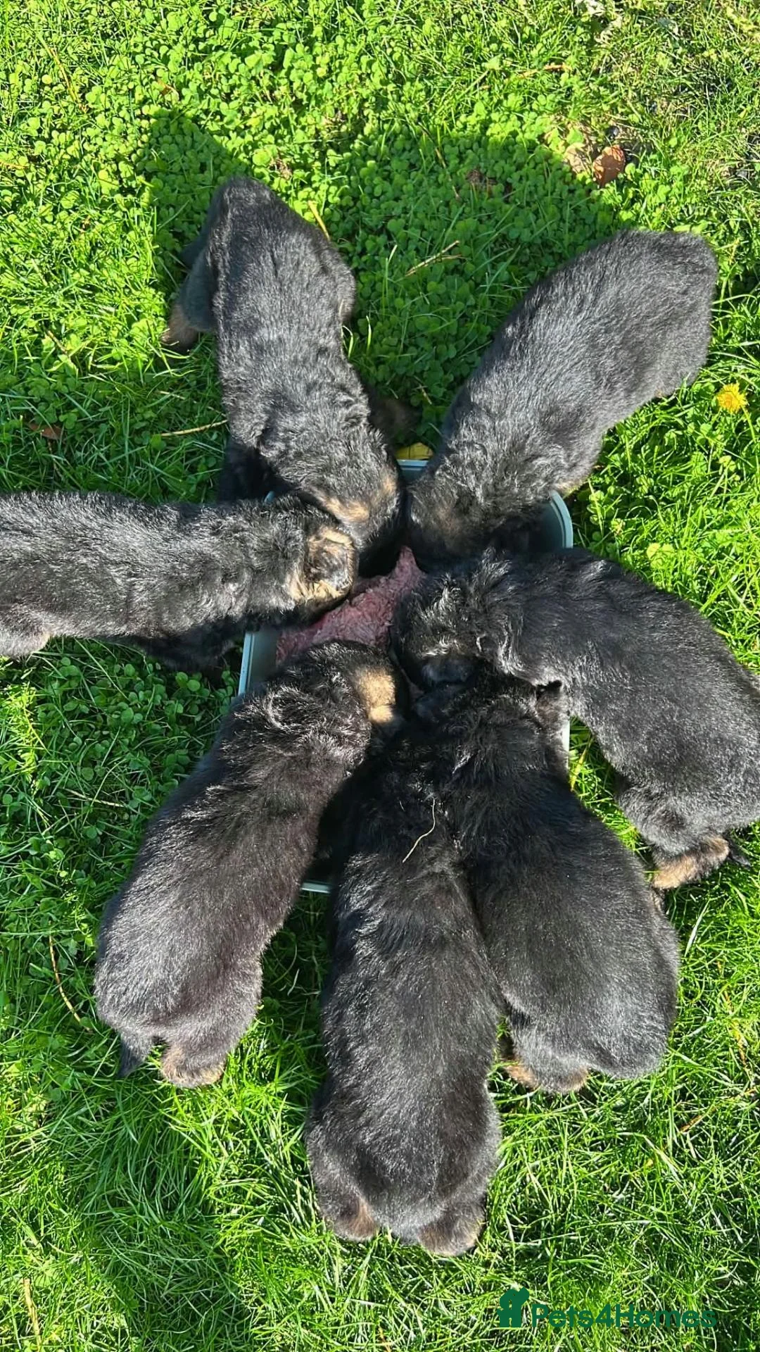 German Shepherd dogs for sale: Outstanding KC long haired german shepherd pups - Advert 8