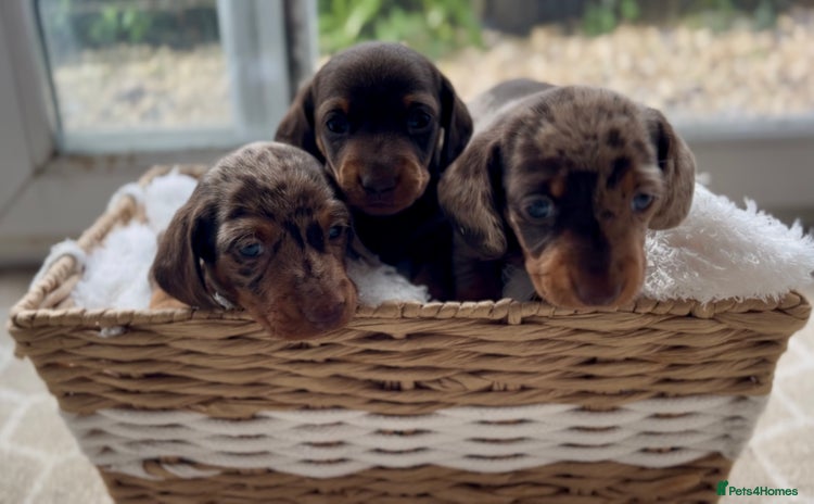 Miniature Dachshund dogs - Advert 3