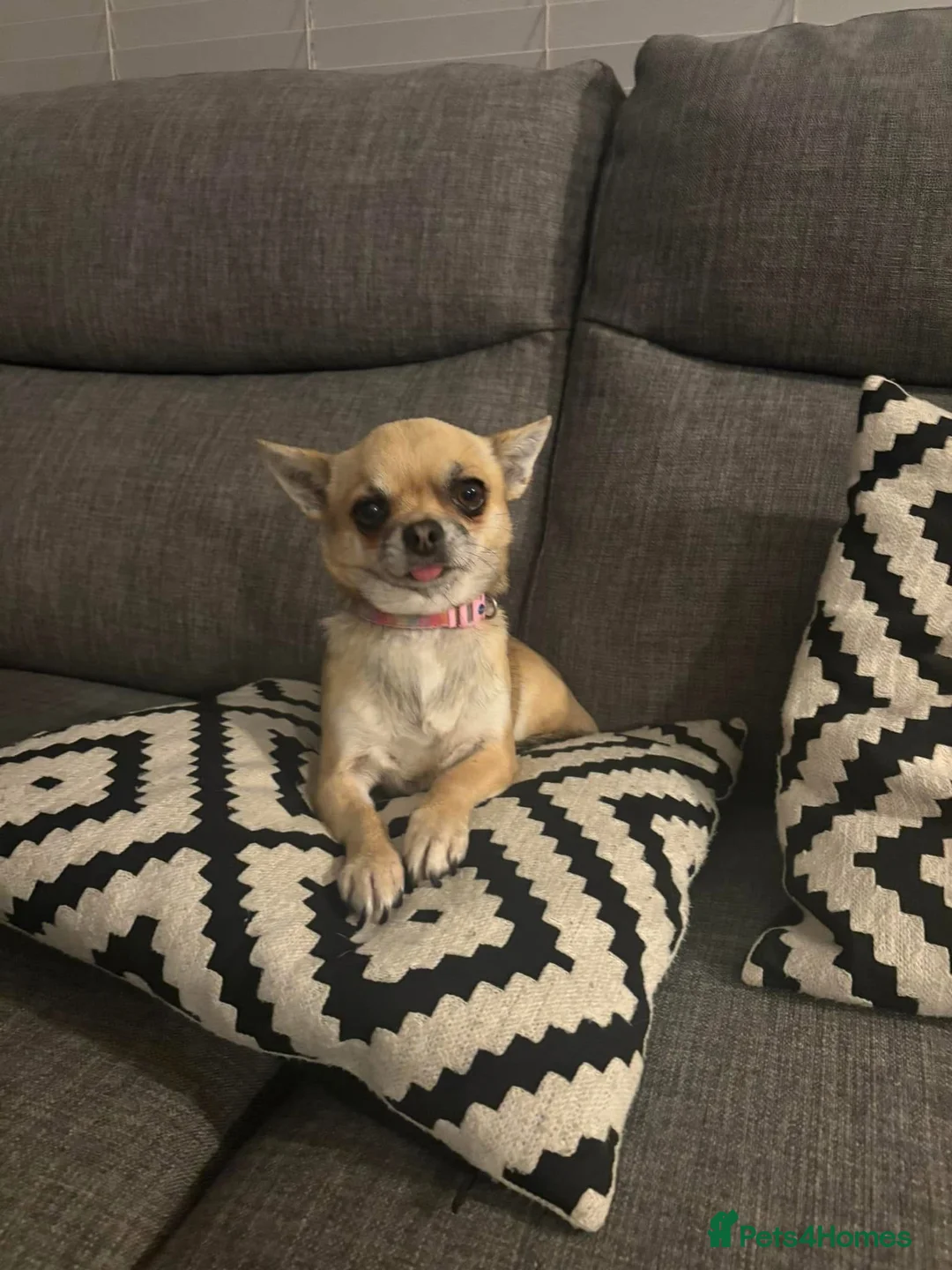 Chihuahua dogs for sale: 5 Chihuahua Puppies Ready 23rd May in Bournemouth - Advert 1