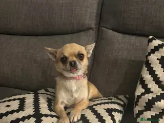 Chihuahua dogs 5 Chihuahua Puppies Ready 23rd May - Advert 8