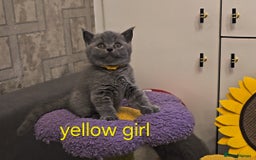 British Shorthair cats for sale: British Blue Shorthair kittens, GCCF pedigree - Image 1