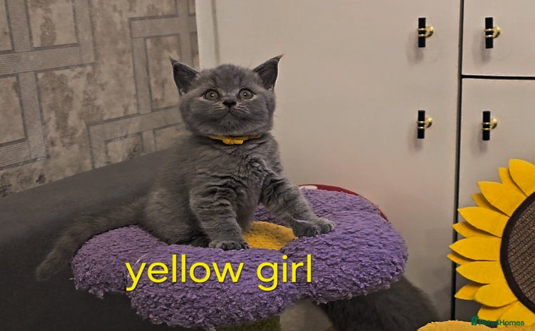 British Shorthair cats - Advert 1