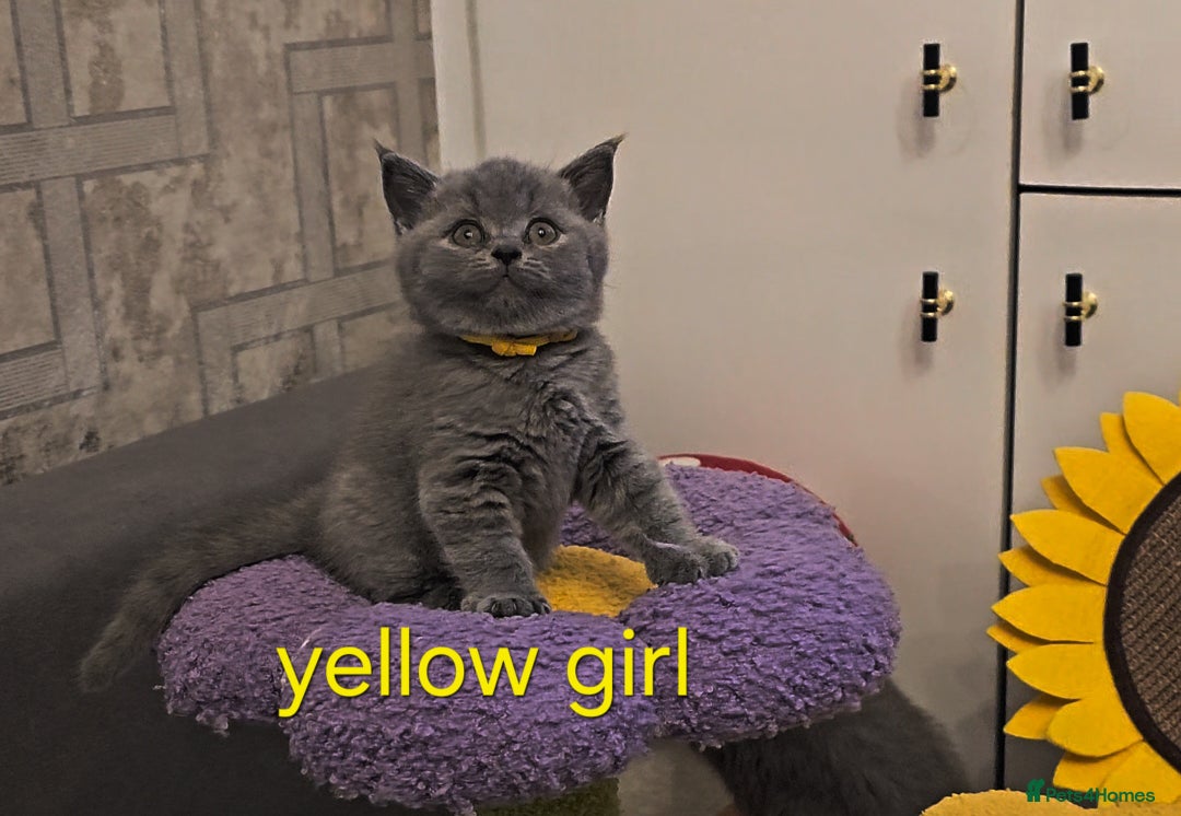 British Shorthair cats for sale: British Blue Shorthair kittens, GCCF pedigree - Image 1