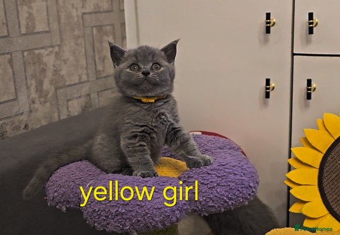 British Shorthair cats - Advert 4