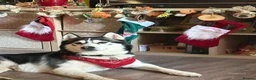 Siberian Husky dogs for sale: Siberian Huskies 12 week old female ready now  - Advert 13