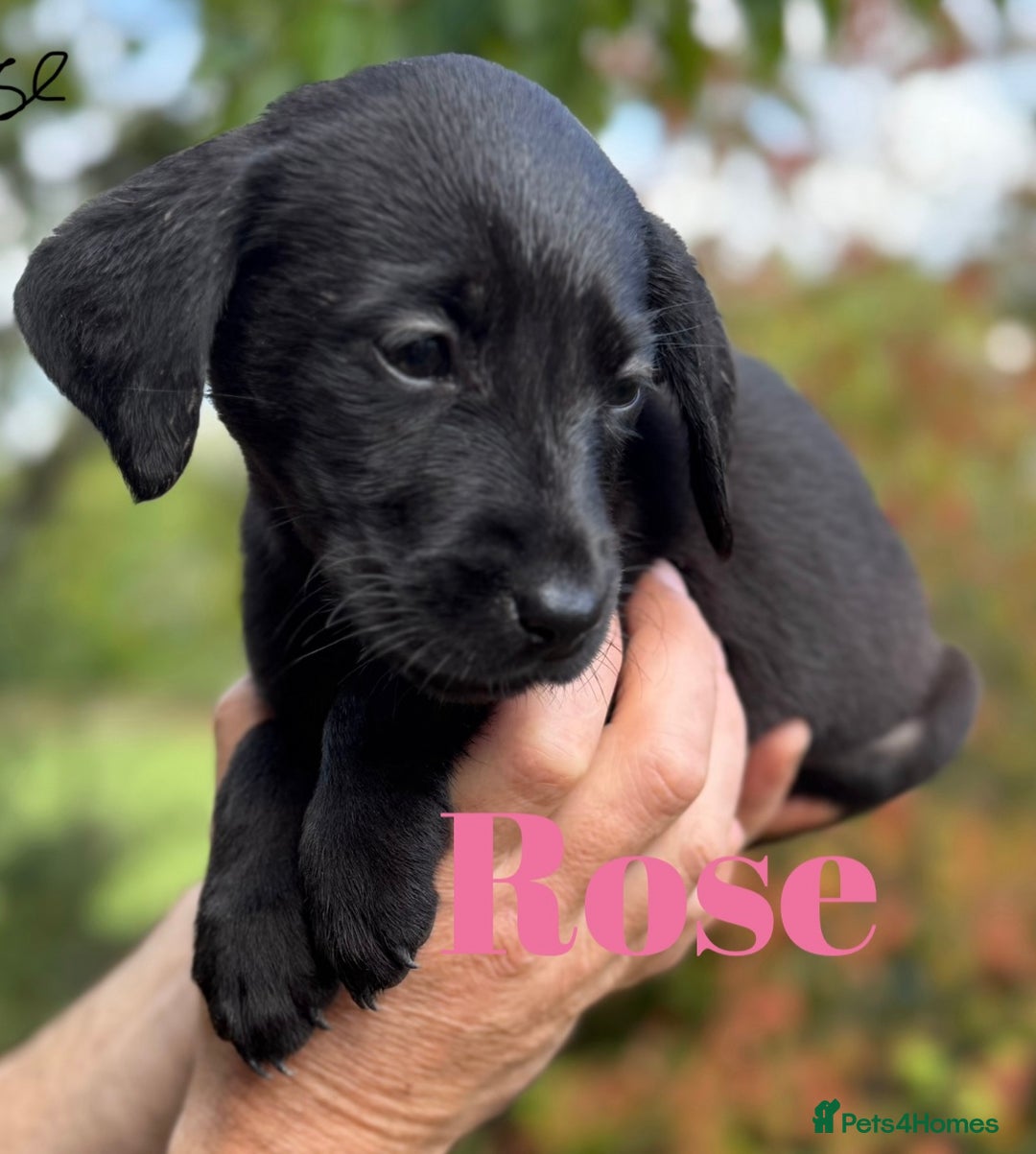 Labrador Retriever dogs for sale: Outstanding DRAKESHEAD working Labrador Puppies  - Image 6