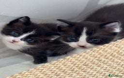 Ragdoll cats for sale: 2 kittens available 1 female, 1 male  - Image 23