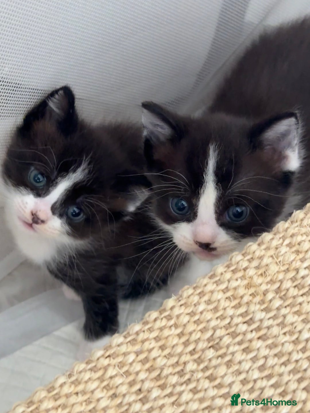 Ragdoll cats for sale: 2 kittens available 1 female, 1 male  - Image 23