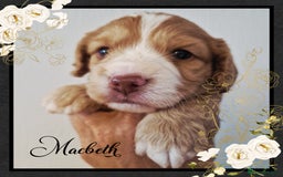 Cockapoo dogs for sale: 5*licenced, stunning F1 English Cockapoo puppies - Image 22