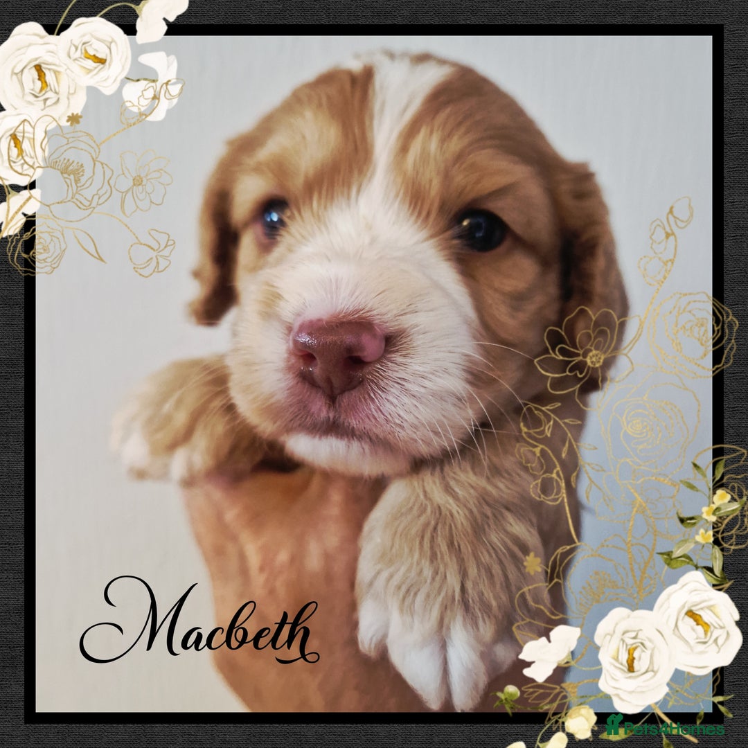 Cockapoo dogs for sale: 5*licenced, stunning F1 English Cockapoo puppies - Image 22