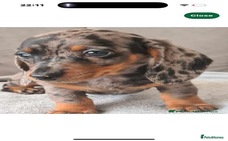 Miniature Dachshund dogs - Advert 16