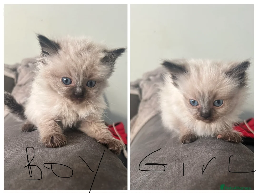 Ragdoll cats for sale: Purebred ragdolls seal points  - Advert 2