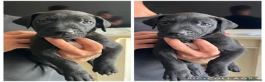 Mixed Breed 9