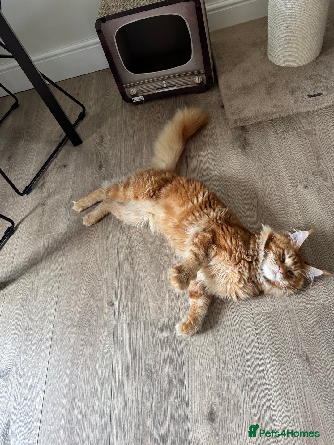 Maine Coon cats for stud: Proven Red tabby Maine coon stud - Advert 7