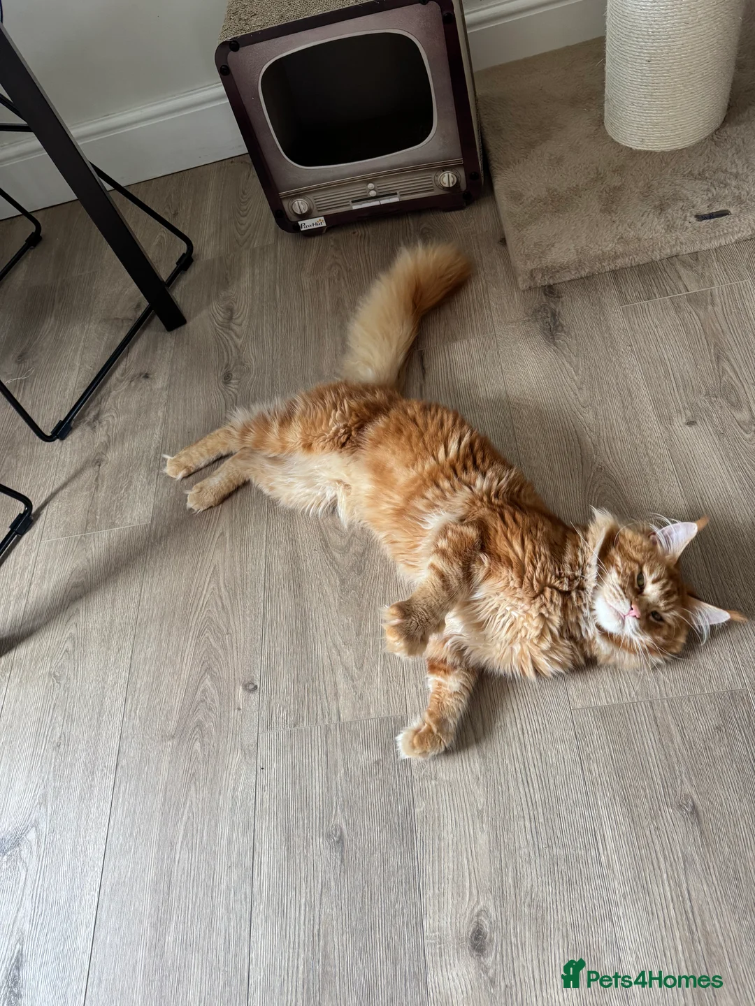 Maine Coon cats for stud: Proven Red tabby Maine coon stud - Advert 7