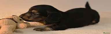 Miniature Dachshund Puppy 4