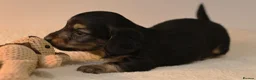 Miniature Dachshund dogs for sale: 5*Licensed+CREAM+LONGHAIR+Kc+PRACLEAR+VetChecked - Advert 22