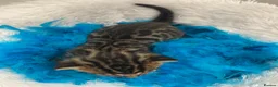 Bengal cats for sale: TICA Registered Bengal Kittens - Advert 9
