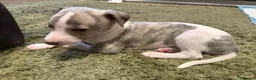 Whippet dogs for sale: KC Registered Whippet Puppies – Home Reared, - Advert 14