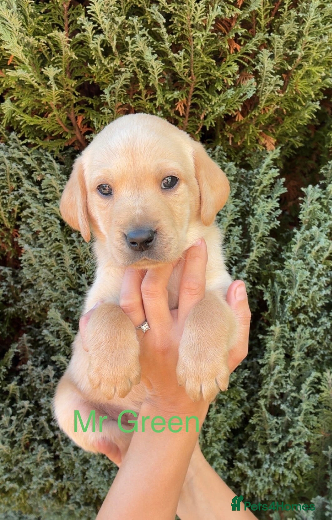 Labrador Retriever dogs ONLY 4 LEFT 🐾 STUNNING FAMILY KC LABRADORS  - Advert 2