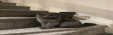 Scottish Fold 2