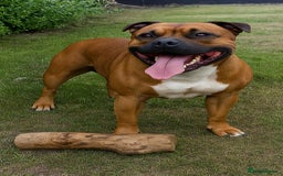 Staffordshire Bull Terrier dogs for sale: Champ sired beautiful pup💥 - Image 4