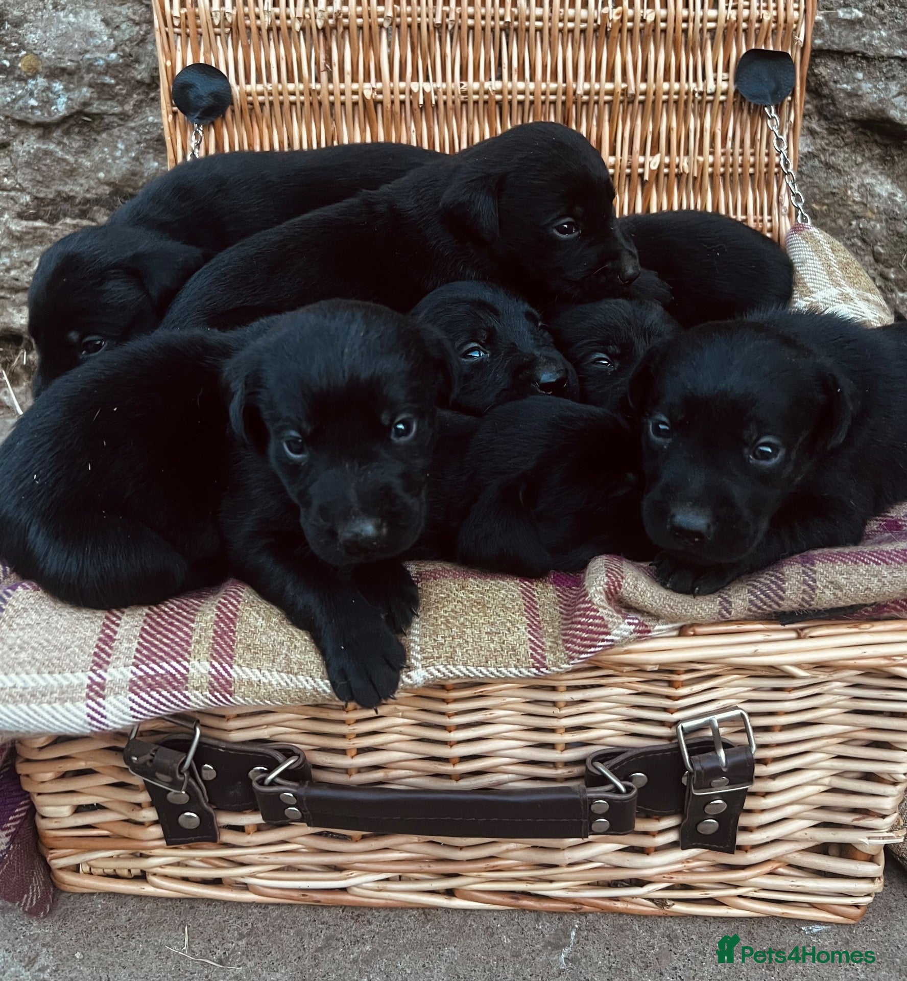 Labrador Retriever dogs Beautiful KC black Labrador puppies - Advert 1